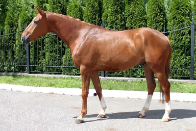 Голландская теплокровная порода лошадей - Мой Конь