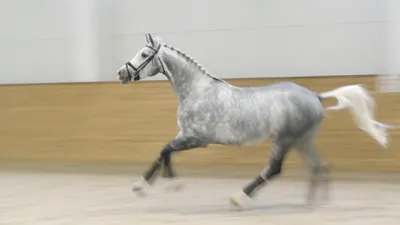 Голштинская порода лошадей. Сайт про зверей - ZveroSite.ru