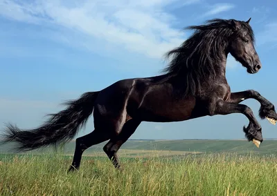 Голштинская порода лошадей - 74 фото