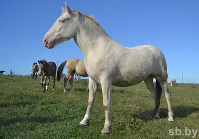 КФХ \"Виват\": продажа лошадей, постой, верховая езда. | Voskresensk