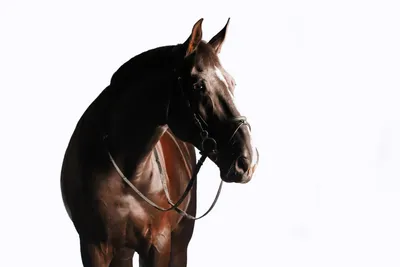 К 2020 году ученые создадут новый тип белорусской породы лошадей