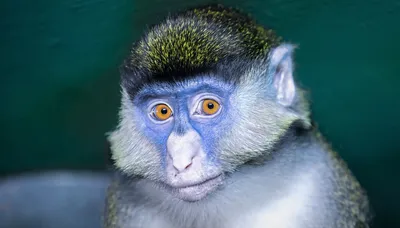 Голубая обезьяна фото 