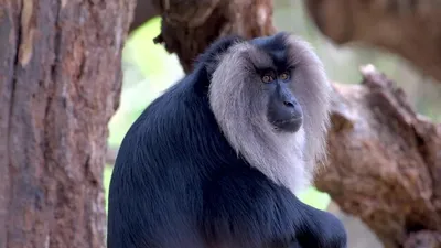 голубая обезьяна стоковое изображение. изображение насчитывающей сафари -  14303871