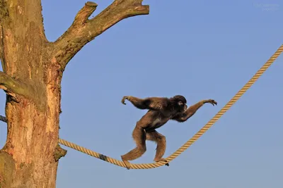 Взрослая большая обезьяна среди деревьев | Премиум Фото