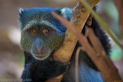 Голубая обезьяна - картинки и фото poknok.art