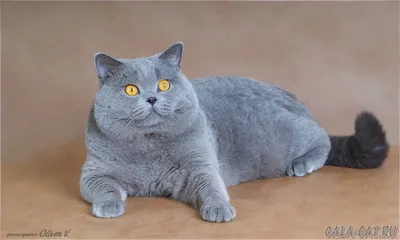 Голубой британский кот фото 