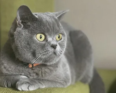 Голубые и лиловые британские котята (Litter-O2) - 15 Ноября 2020 - Питомник  GALA-CAT