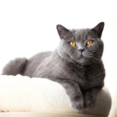 Голубые британские котята (Litter-J2) - 18 Мая 2019 - Питомник GALA-CAT