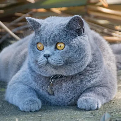 Голубой британский кот - 74 фото