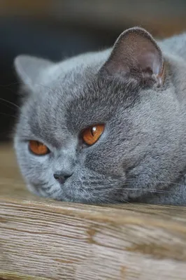 Довольно пушистый голубой серый британский кот в изоляции на белом Стоковое  Фото - изображение насчитывающей выражение, представлять: 170132642