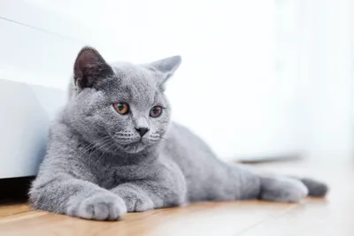 Фотогалерея \"Британцы и скоттиши\" - \"Британский кот голубого окраса\" - Фото  породистых и беспородных кошек и котов.