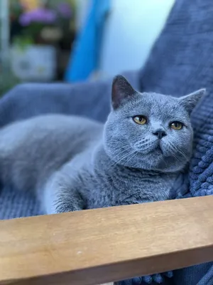 фотографии британских котят голубого окраса. Питомник элитных британских  кошек Silvery Snow.