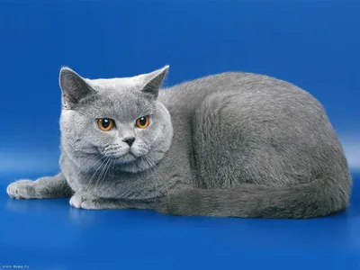 Британский кот голубого окраса - 73 фото