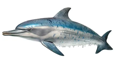 Голубой дельфин (Cyrtocara moorei)