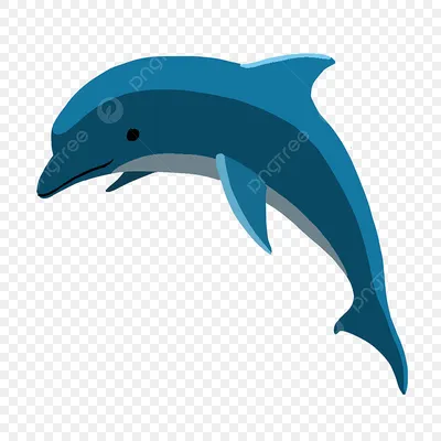 Голубой дельфин – содержание, разведение, совместимость с другими