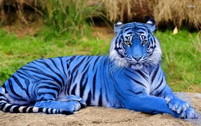 Голубой тигр фото фотографии