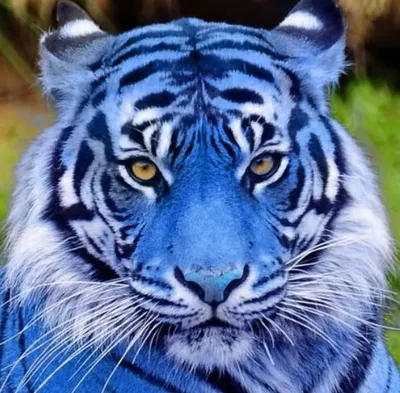 Изображение мальтийского голубого тигра в hd | Мальтийский голубой тигр  Фото №520658 скачать