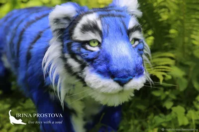 белый тигр и голубые глаза, картинка белого тигра, животное, дикая природа  фон картинки и Фото для бесплатной загрузки