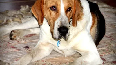 Найдена собака: щенок русской пегой гончей возле ТЦ Сан Сити, Сочи |  Pet911.ru