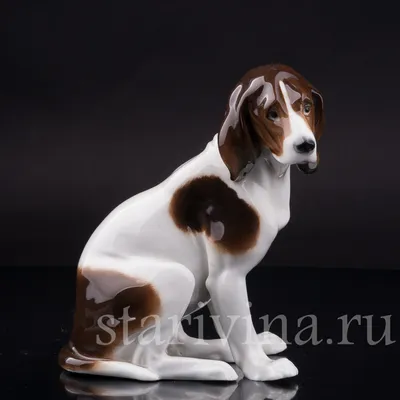 Венгерский Гончая Собака Фотография, картинки, изображения и  сток-фотография без роялти. Image 25759330