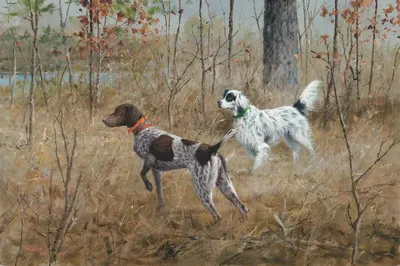 Картинки охотничьих собак (68 фото)