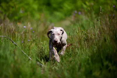 Мелкие охотничьи породы собак (27 фото) | Породы собак, Собаки, Бигль