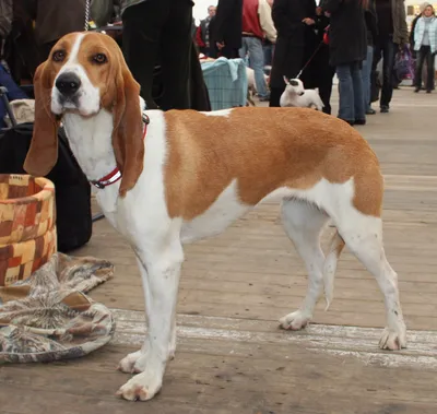 Основные породы охотничьих собак – Нижегородский сайт охотников