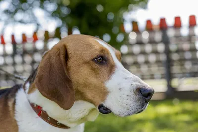 Охотничьи породы собак: виды и особенности | Royal Canin UA