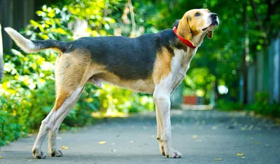 Охотничьи собак: ТОП-15 пород для охоты с фото