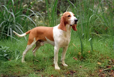 Гончая породы собаки Англо-русская Стоковое Изображение - изображение  насчитывающей любимчик, гончая: 152617223