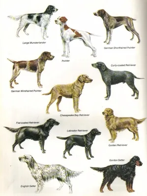 Французская трехцветная гончая (French tricolor hound) (Породы собак)  французская гончая, охотничьи собаки, гончие собаки, охотничьи породы собак,  охотничьи породы, охотничьи собаки фото, французская гончая фото  Энциклопедия о животных EGIDA.BY