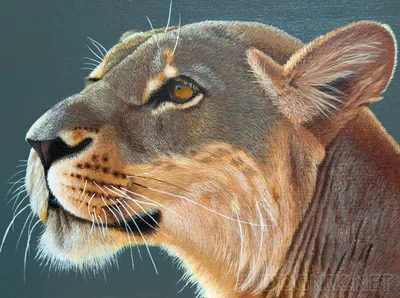 Гордая львица показывает первых за три года африканских львят, рождённых в  Англии | Пикабу