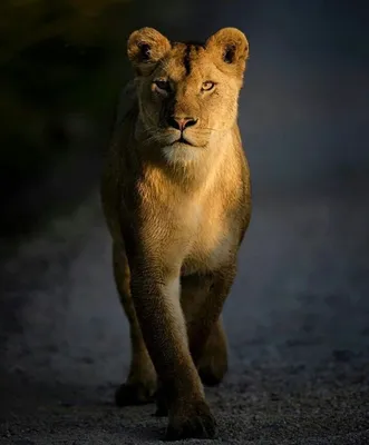 Красивая гордая львица с …» — создано в Шедевруме