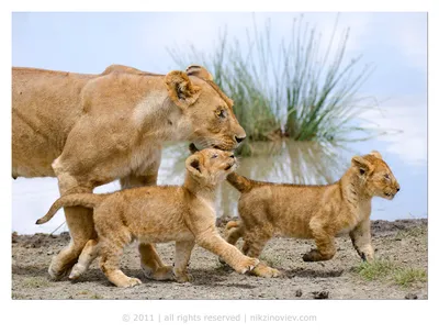 Гордые лев и львица стоковое изображение. изображение насчитывающей львев -  97613085