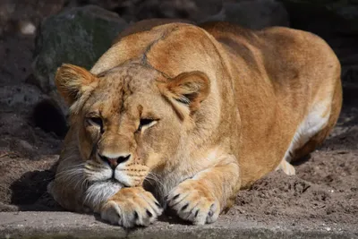 Лев и львица стоковое фото. изображение насчитывающей звеец - 150885904