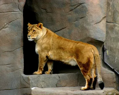 Красивая львица (63 фото) | Животные, Сфинкс, Львы