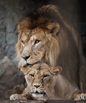 Гордый лев взрослого мужчины - животное зоопарка Денвера Стоковое  Изображение - изображение насчитывающей звеец, вода: 109148561