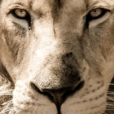 Гордый лев взрослого мужчины - животное зоопарка Денвера Стоковое  Изображение - изображение насчитывающей ров, америка: 109148569