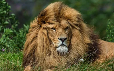 Гордый Лев (61 фото) | Лев, Самые милые животные, Животные
