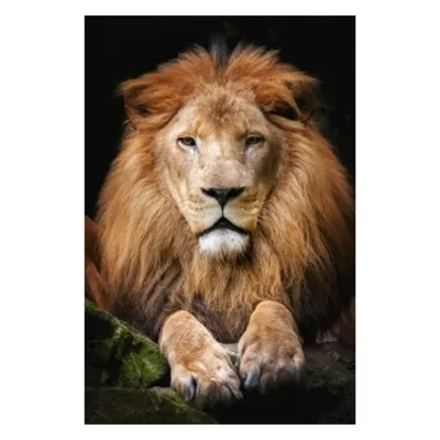 Картина по номерам Гордый лев, цветной холст, Babylon Premium, NB100 -  описание, отзывы, продажа | CultMall