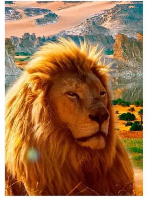 Купить Картина Proud Lion, коллекция \"Гордый лев\" артикул KARE__37291 |  интернет-магазин Details