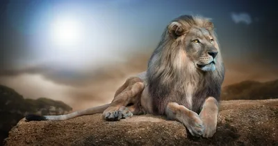 Онлайн пазл «Гордый лев»