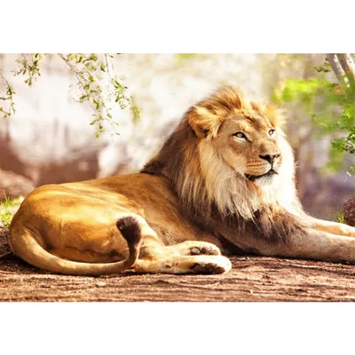 Купить 5D Diy Алмазная картина Вышивка крестиком Животное Гордый лев  Алмазная вышивка | Joom