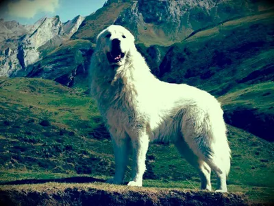 SOBAKI.PRO | Породы собак | Пиренейская горная собака | Фото 39850