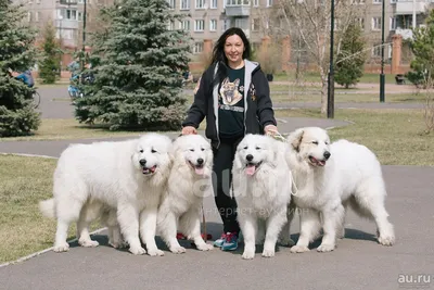 Дрессировка Пиренейская горная собака в Москве и Московской области!