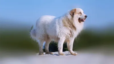 Щенок пиренейской горной собаки! Домашний белый медведь! — купить в  Красноярске. Собаки, щенки на интернет-аукционе Au.ru