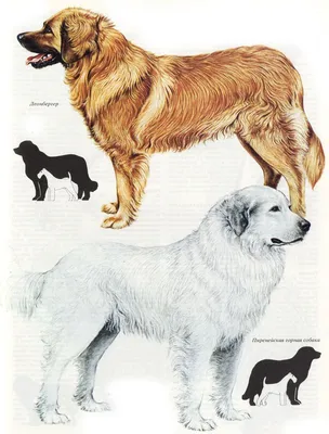 Пиренейская горная собака - фото, цена, описание, видео