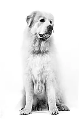 Серенити пиренейская горная собака фотореалистичная красота на белом фоне |  Премиум Фото