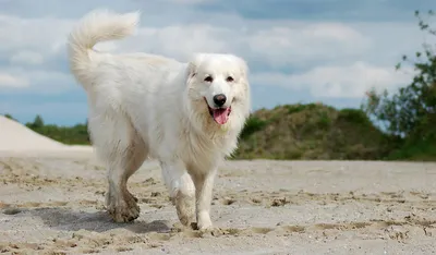 Пиренейская горная собака: все о собаке, фото, описание породы, характер,  цена