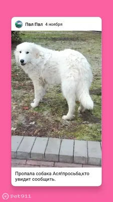 Купить щенка - Пиренейская горная собака, есть щенки! - Zuriona.ru